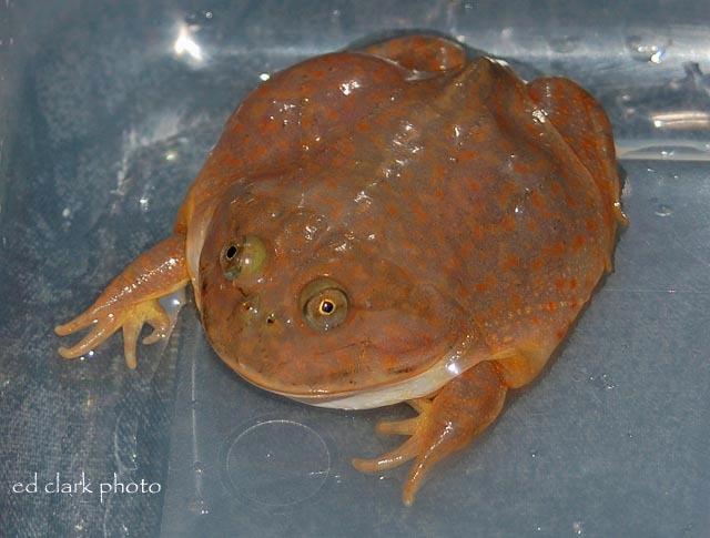 Lepidobatrachus laevis  08.jpg